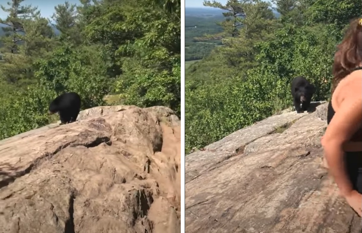 Vídeo: Una excursionista nombrada como 'Calm Queen' después de encontrarse con un oso negro