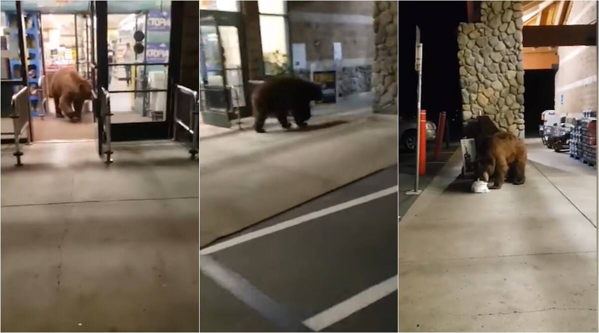 Un oso entra en un supermercado y roba una bolsa de patatas