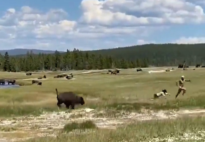 Vídeo: Escapa de un bisonte de 900 kg en Yellowstone haciéndose la muerta 