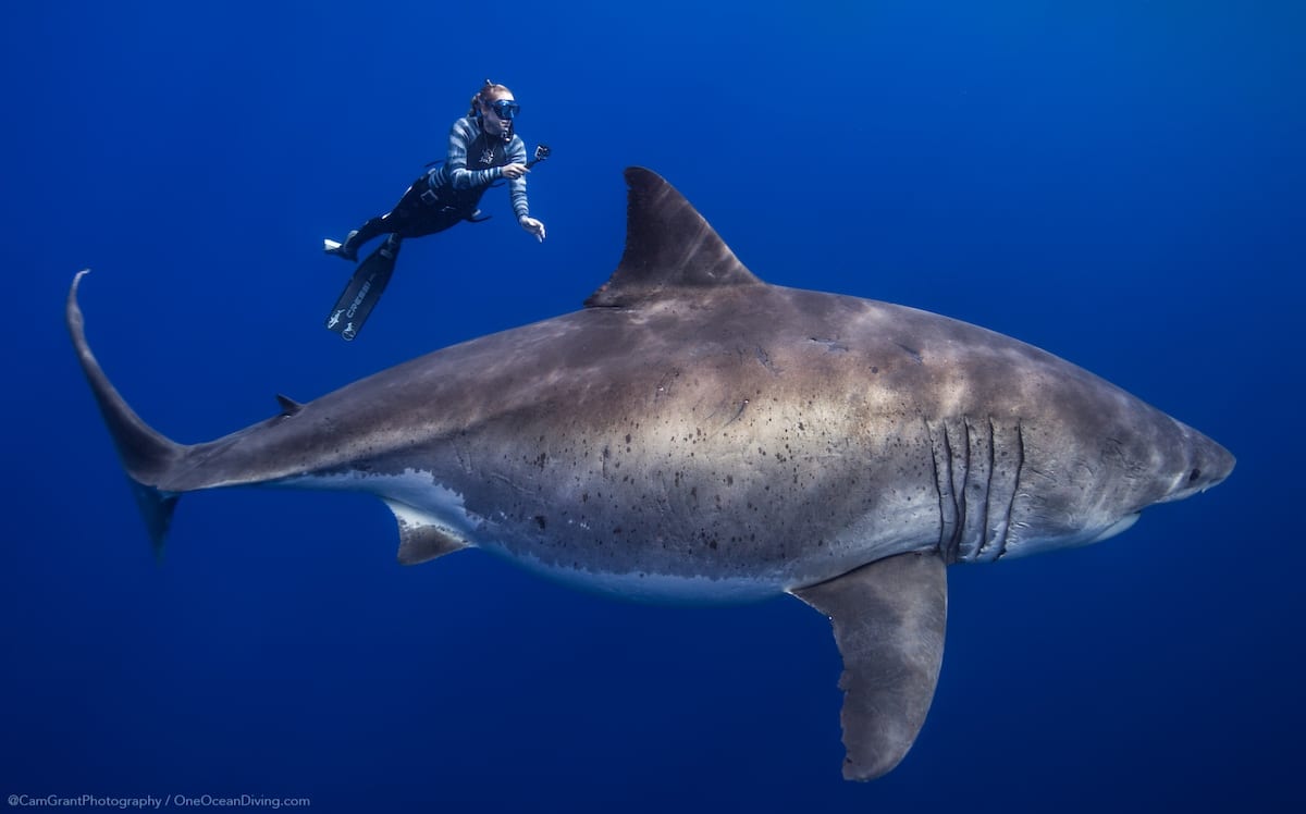  Los tiburones blancos son inusuales en Hawaii y, con una longitud de 6 metros, este era grande.