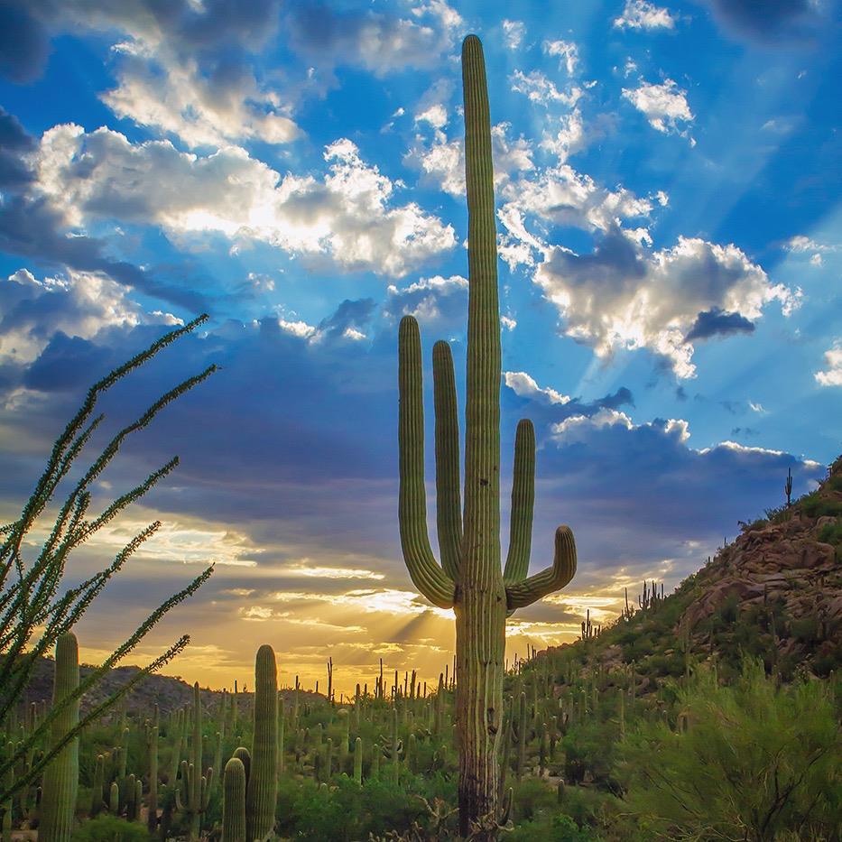 El saqueo y el mercado negro están dejando los desiertos sin cactus