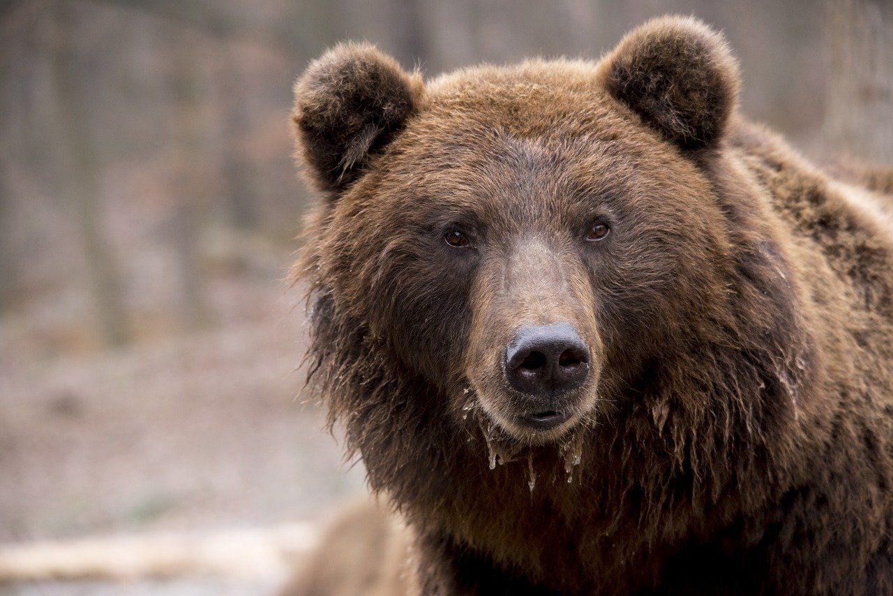 Abatido un oso que mató a una ciclista que hacía bikepackinge en Montana