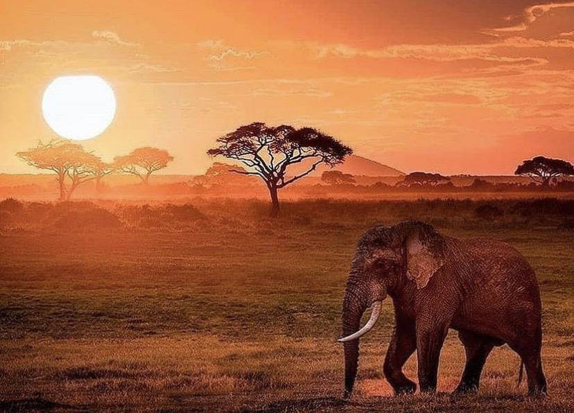 Aventura Safari Tanzania 2021-2022
