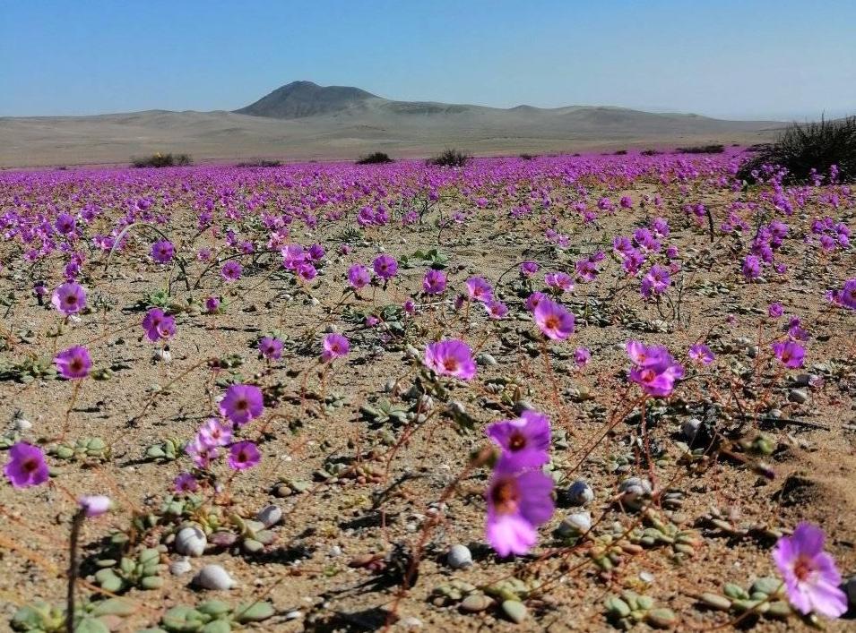 La lluvia llena de flores el desierto de Atacama, el más seco del mundo
