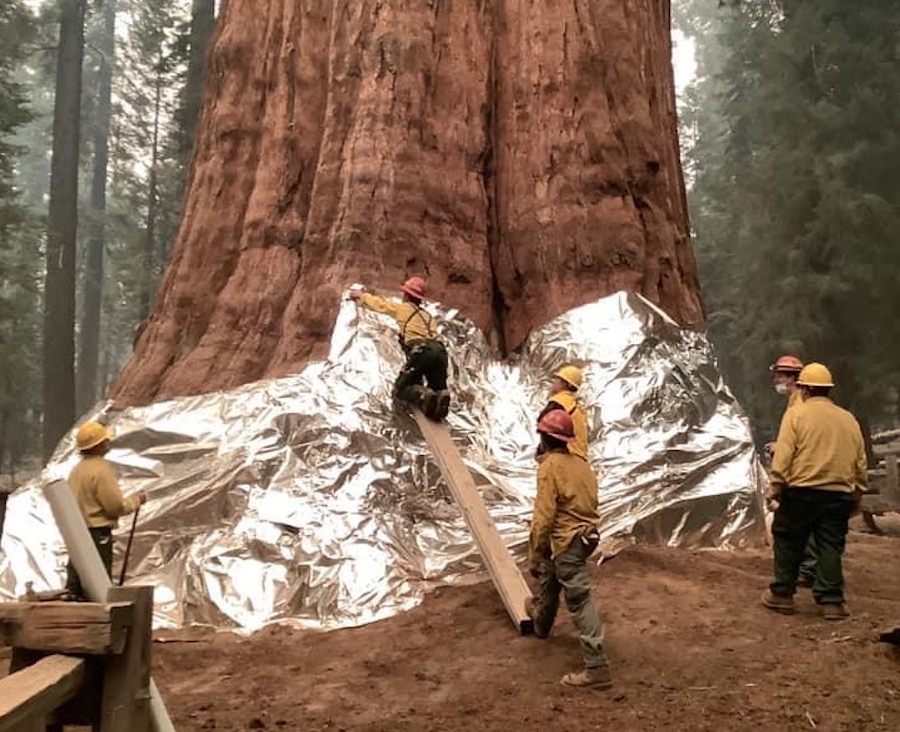 California envuelve los árboles más grandes del mundo con papel de aluminio para protegerlos de los incendios
