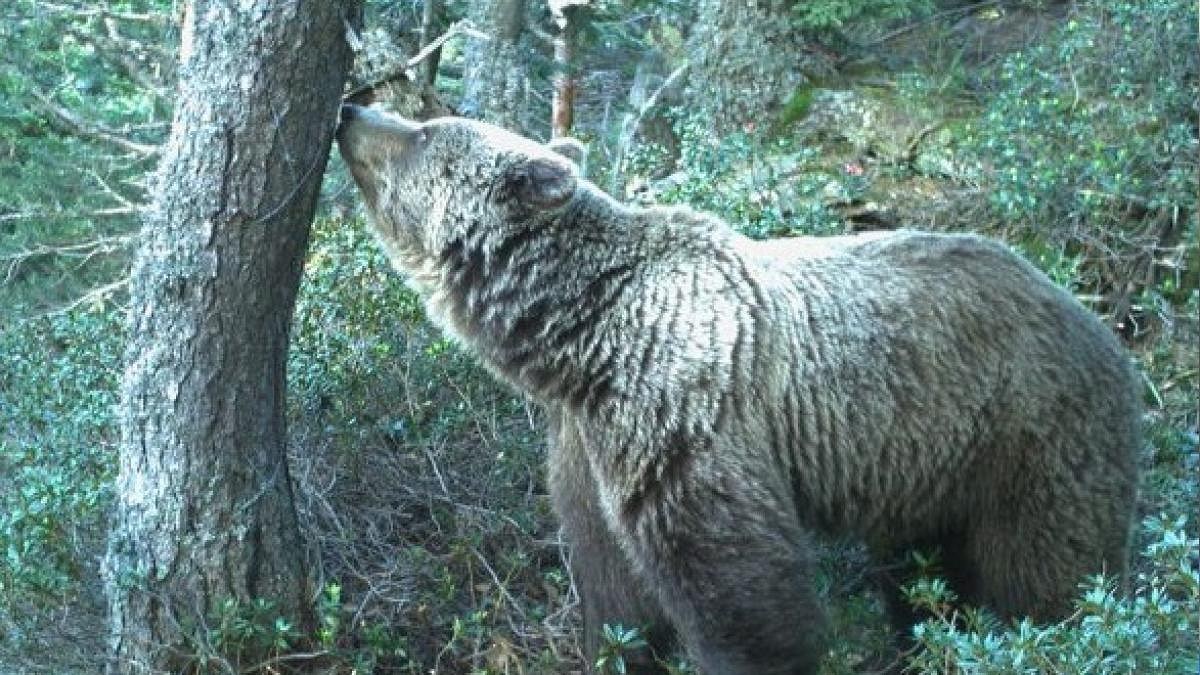 La población de osos sigue aumentando en el Pirineo: Ya hay 70 ejemplares