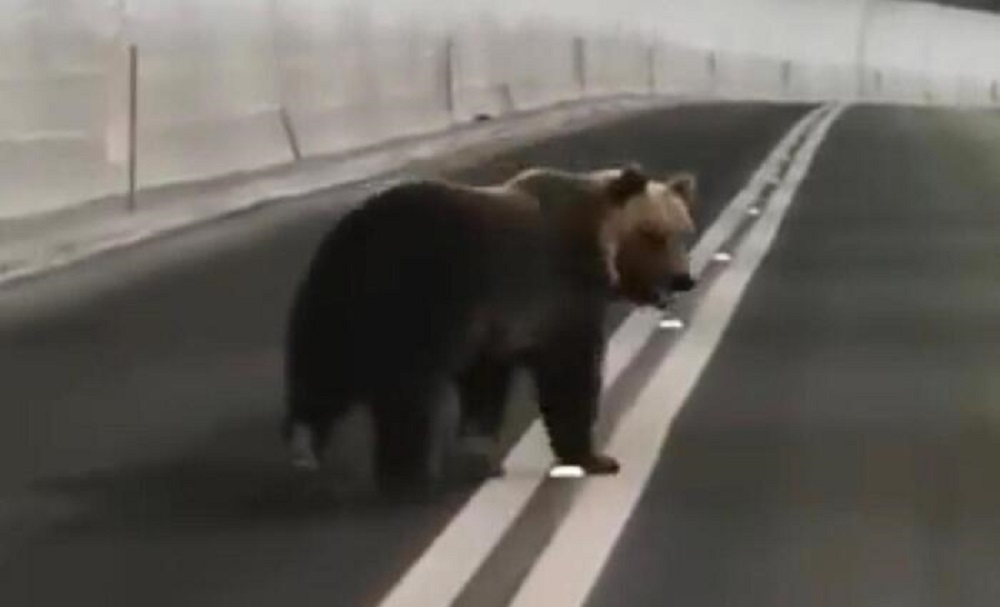 Un oso asustado dentro de un túnel en Italia causa la alarma entre los conductores