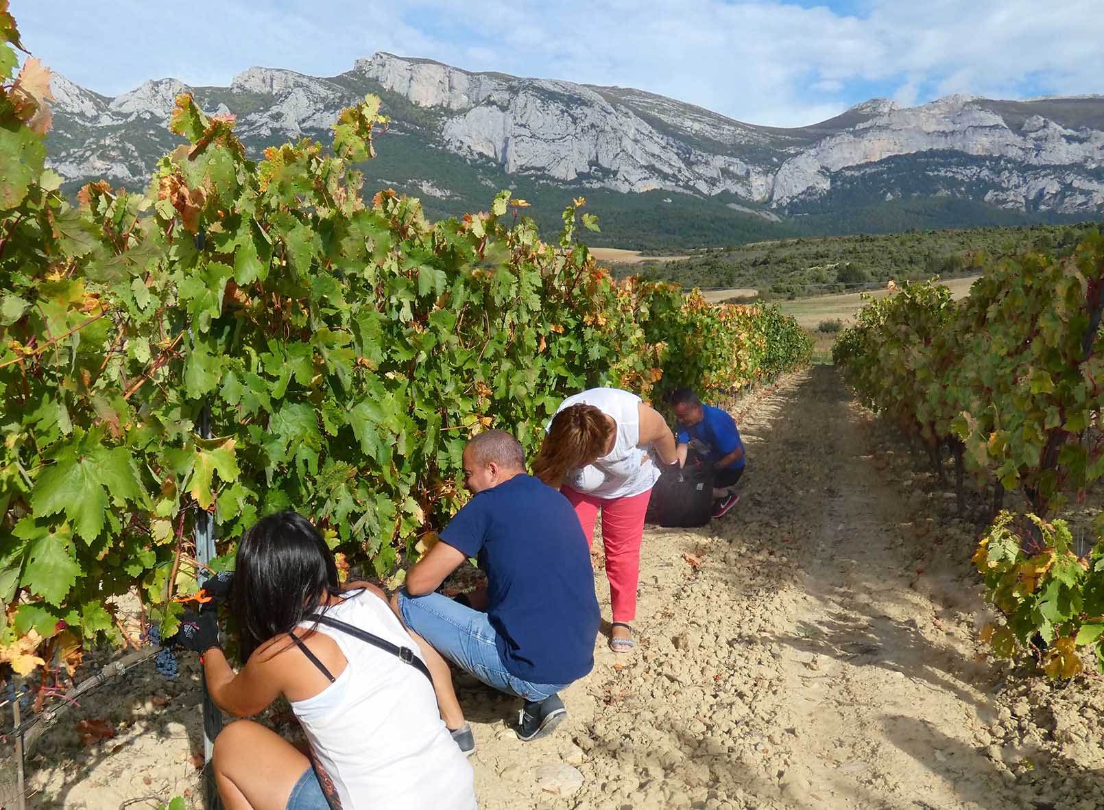 Cinco experiencias enoturísticas para vivir la vendimia en La Rioja alavesa