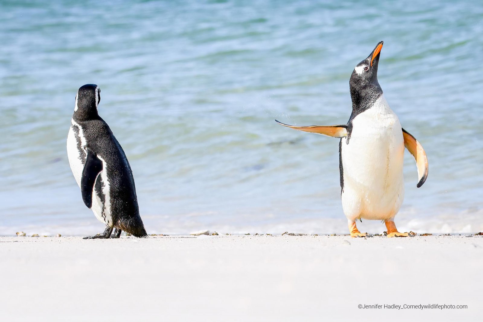 Un pingüino muy ofendido que quiere dejar las cosas claras-Comedy Wildlife Photo