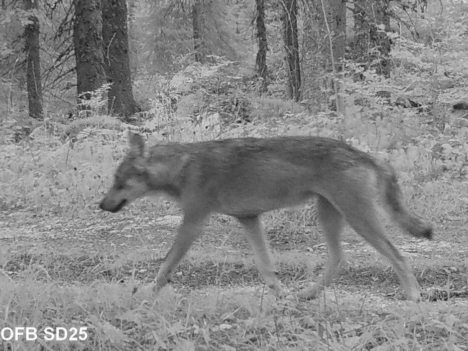 Una estación de esquí francesa suspende las excursiones con raquetas por la presencia del lobo