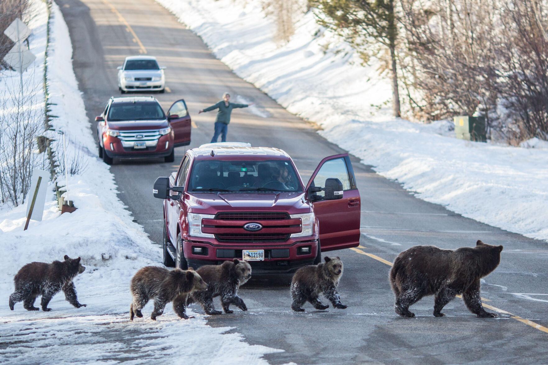 El primer oso grizzly de 2023 despierta de la hibernación