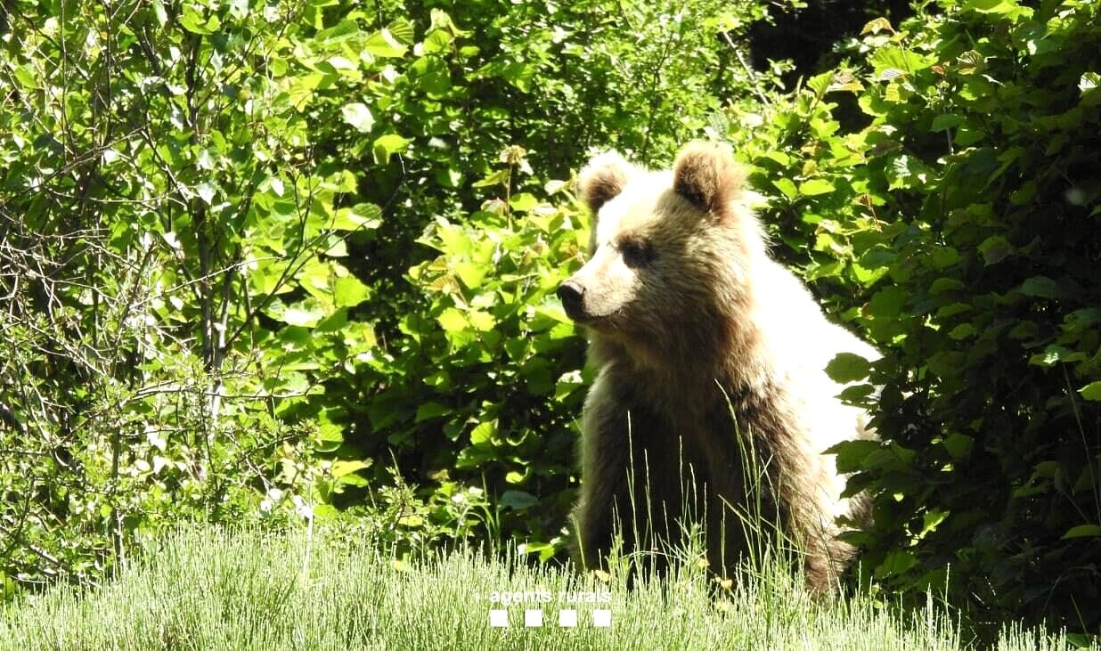 Un oso "problemático" provoca el caos en la carretera del Puerto de la Bonaigua