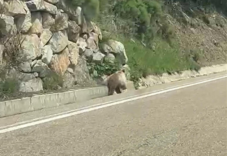 La buena salud del oso en el Pirineo: filman un ejemplar cruzando el Port de la Bonaigua