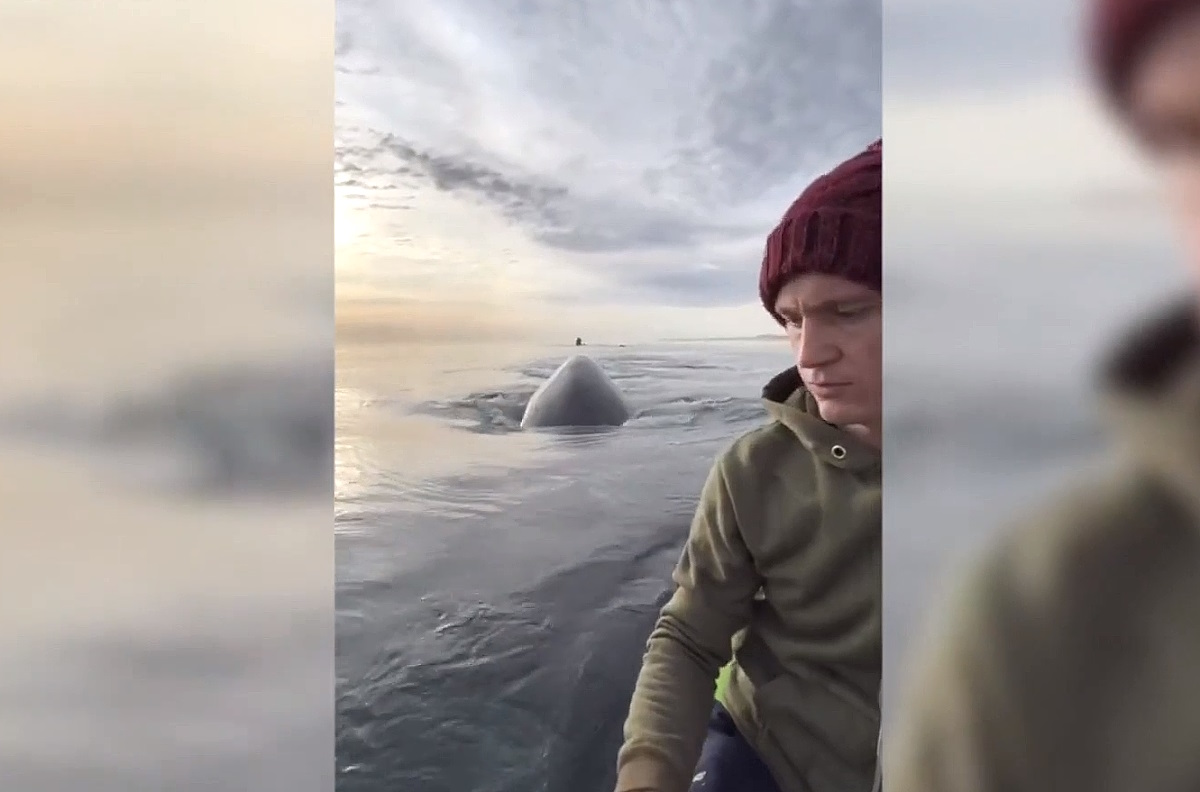 El fascinante encuentro entre una pareja y tres ballenas se vuelve viral