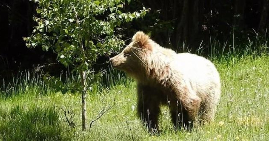 Capturar y retirar al oso que se pasea confiado en la Bonaigua, propuesta de los grupos ecologistas