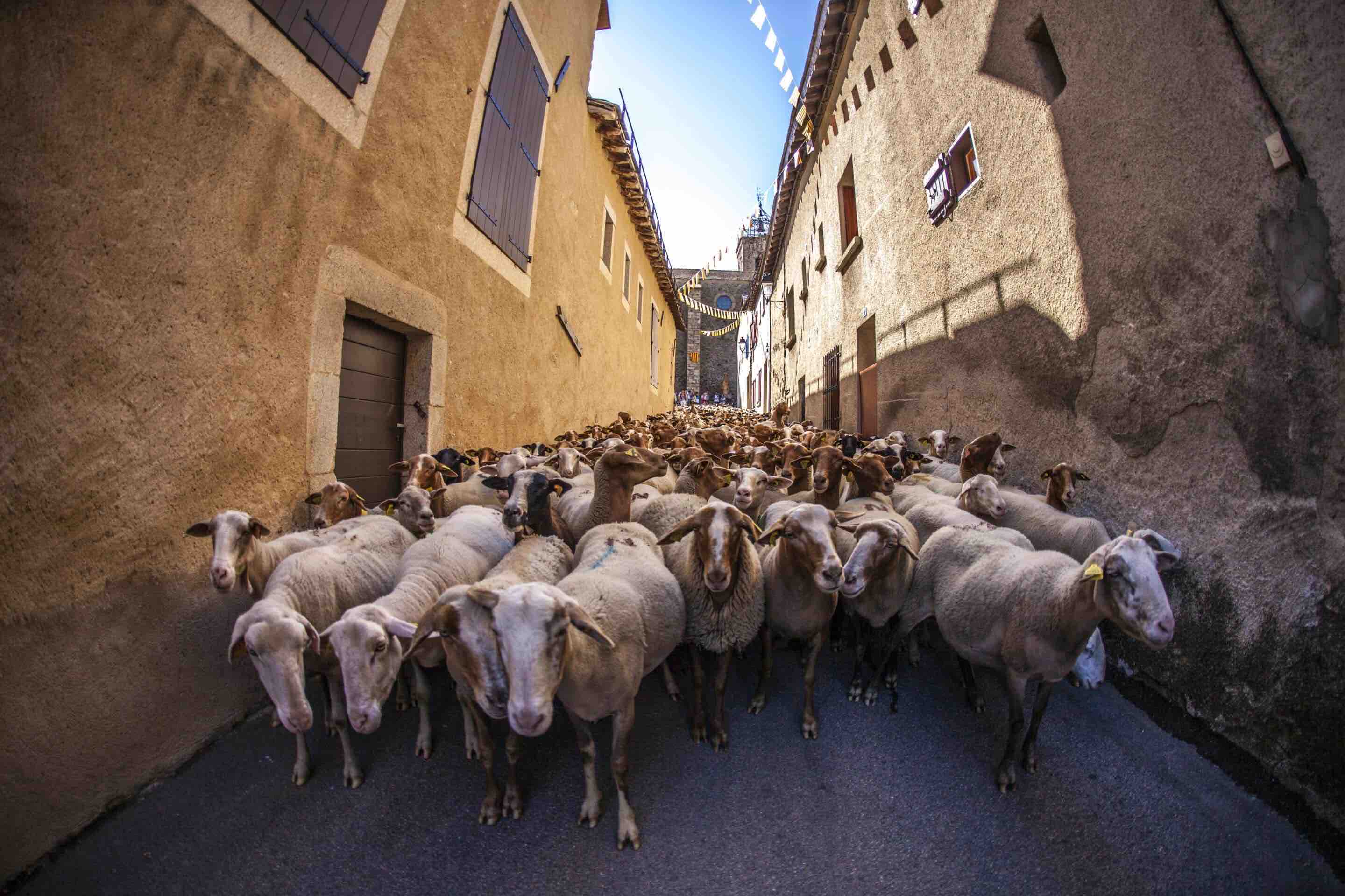 La Trashumancia: un espectáculo milenario en la estación de esquí de Les Angles