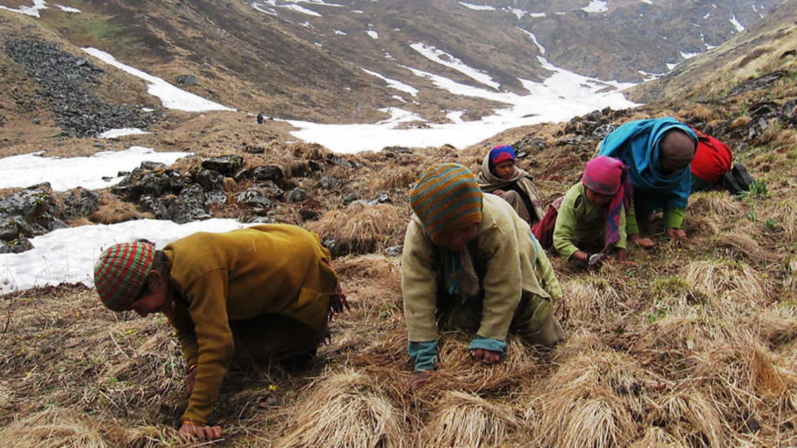 El Fin del Oro del Himalaya: la desaparición del Yarsagumbu afecta a las familias de Nepal