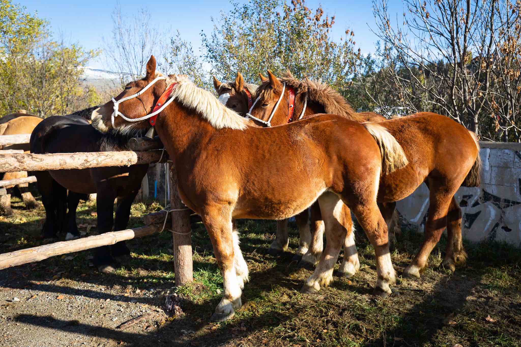 Puigcerdà se engalana para la Feria del Caballo: homenaje a la tradición ganadera pirenaica