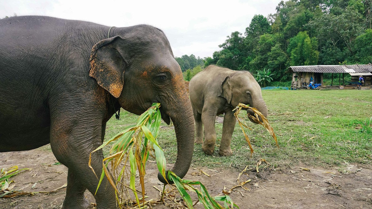 Claves para un turismo ético: cómo proteger la fauna y flora durante tus viajes