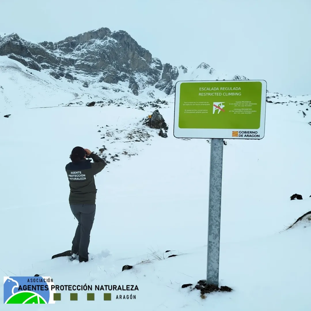 Denuncias por esquiar y escalar en zonas restringidas por la cría del quebrantahuesos