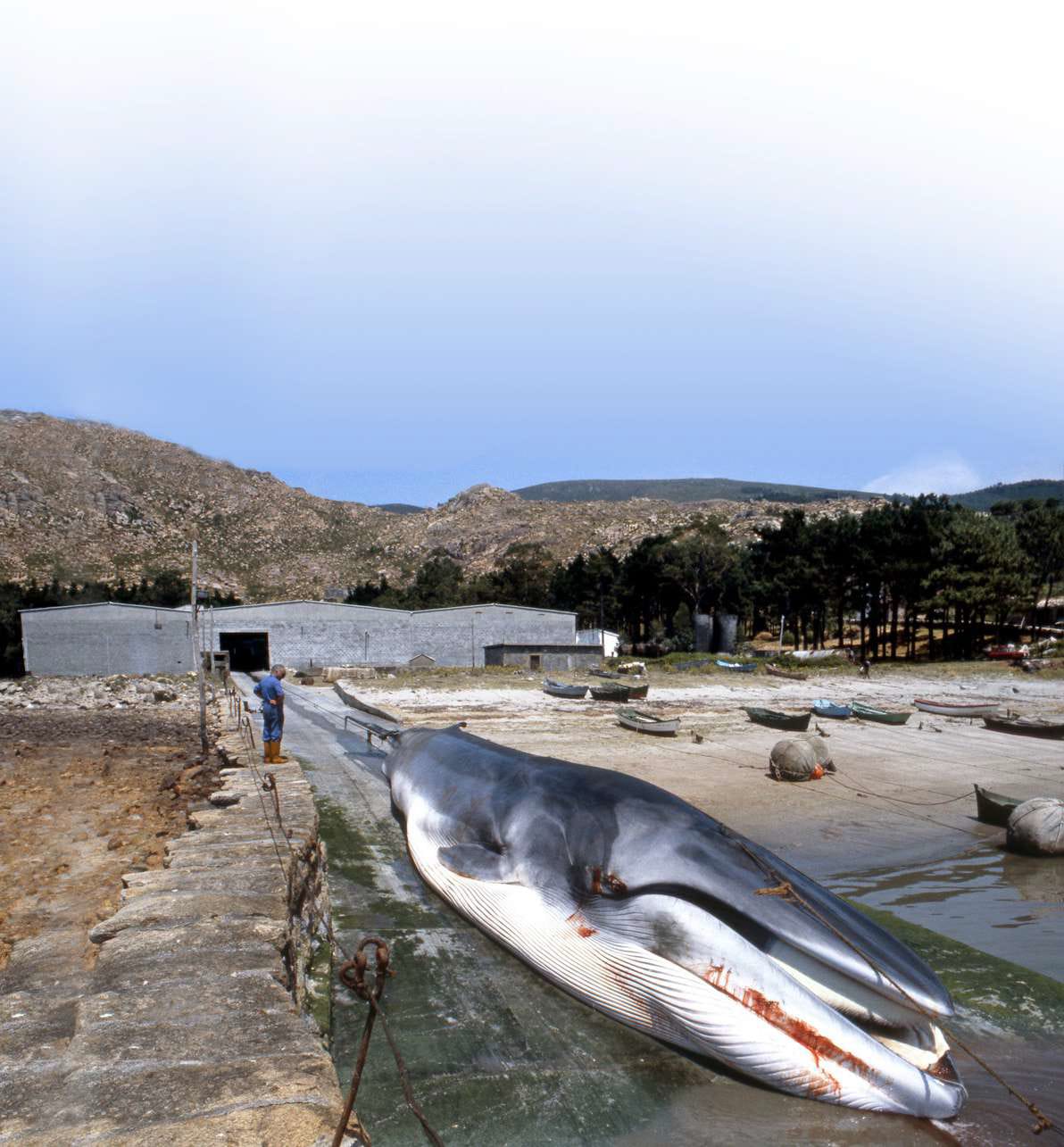 Un viaje a los vestigios de la última gran ballenera de Europa en la Costa da Morte