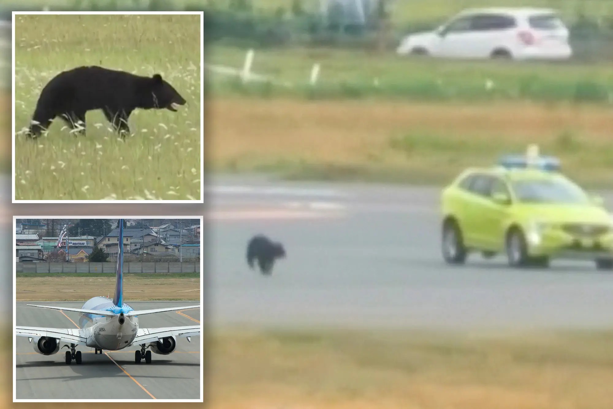 Un oso negro paraliza el aeropuerto japonés de Yamagata