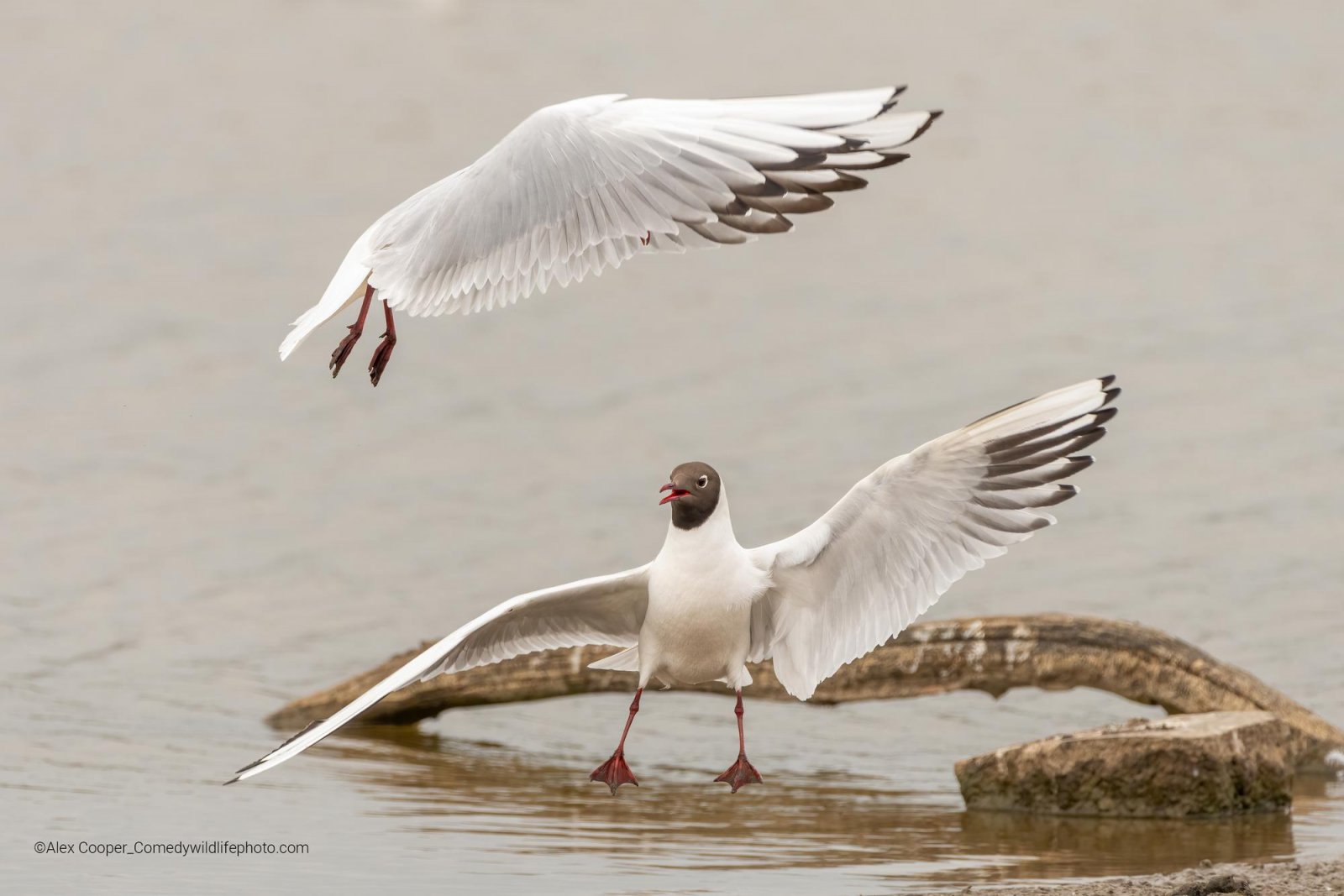 Comedy Wildlife Photo finalista 2022