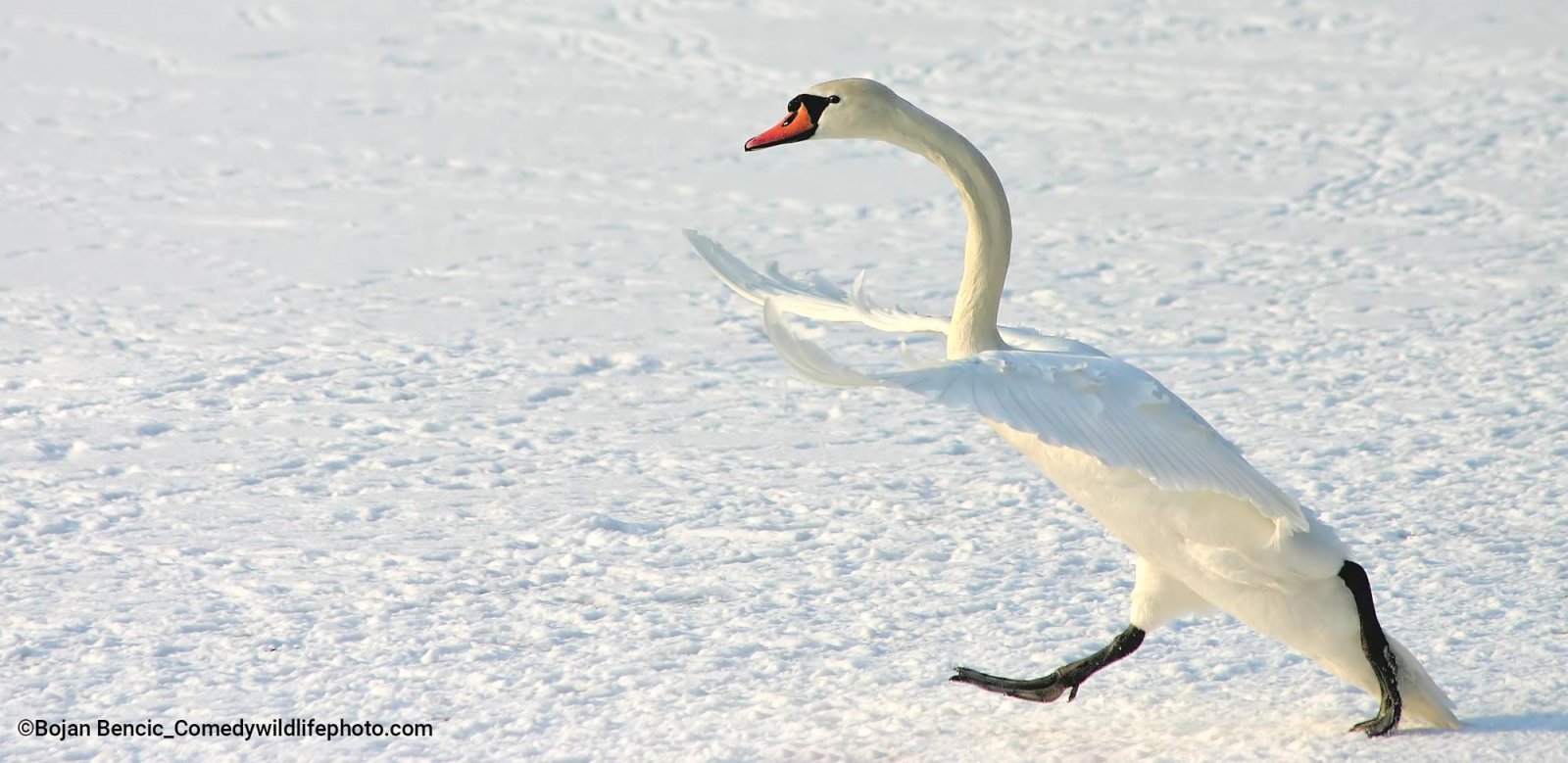 Comedy Wildlife Photo Finalista 2022