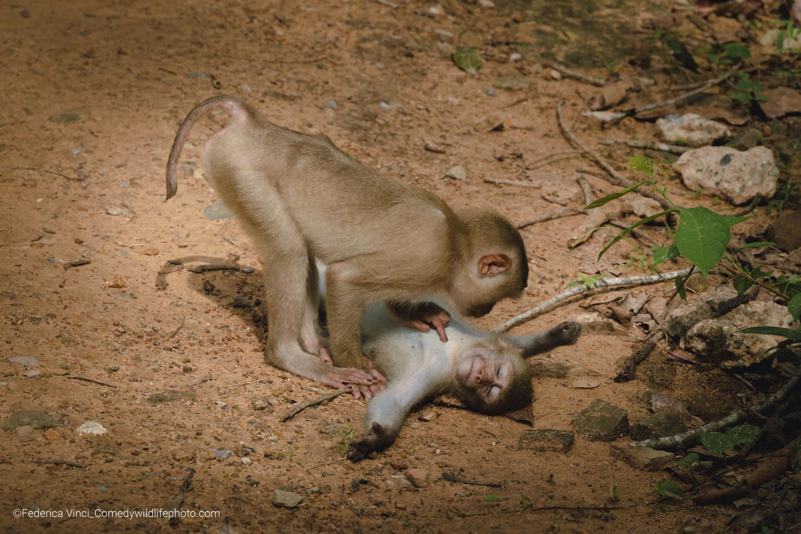 Comedy Wildlife Photo Finalista 2022