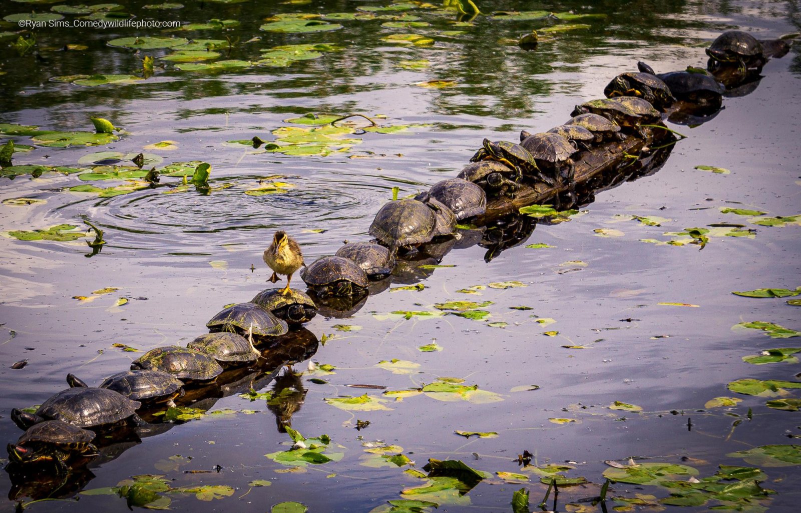 ​  Patito saltarín sobre fila de tortugas bien alineadas sobre un tronco