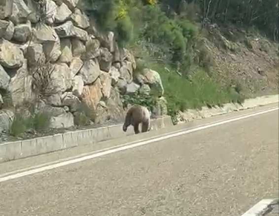 El joven oso se pasea por la carretera C-28 a su paso por el término del Alt Àneu . Twitter