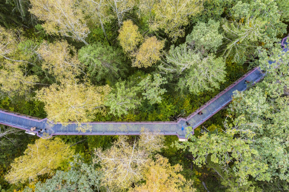 Anykščiai Treetop Walking Path, créditos de la imagen: Laimonas Ciūnys para Lithuania Travel
