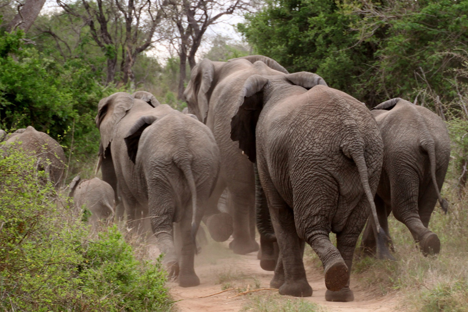 Manada elefantes Parque Kruger