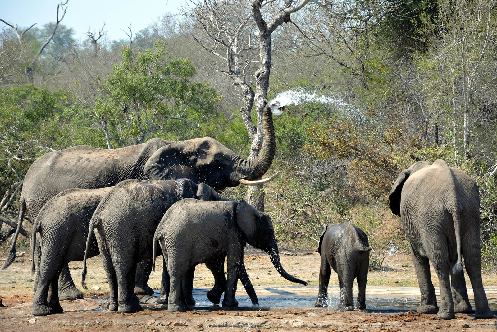 Baño de elefantes