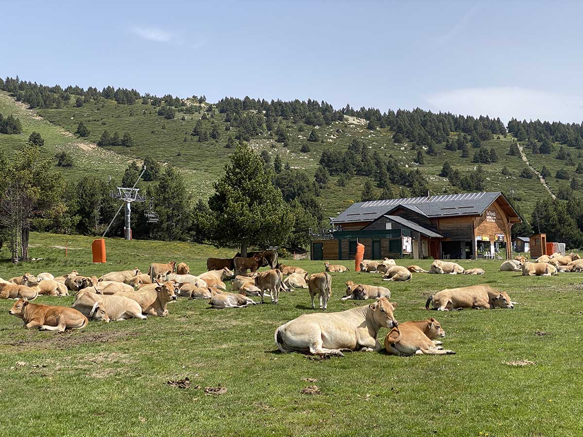 La Calme Font Romeu