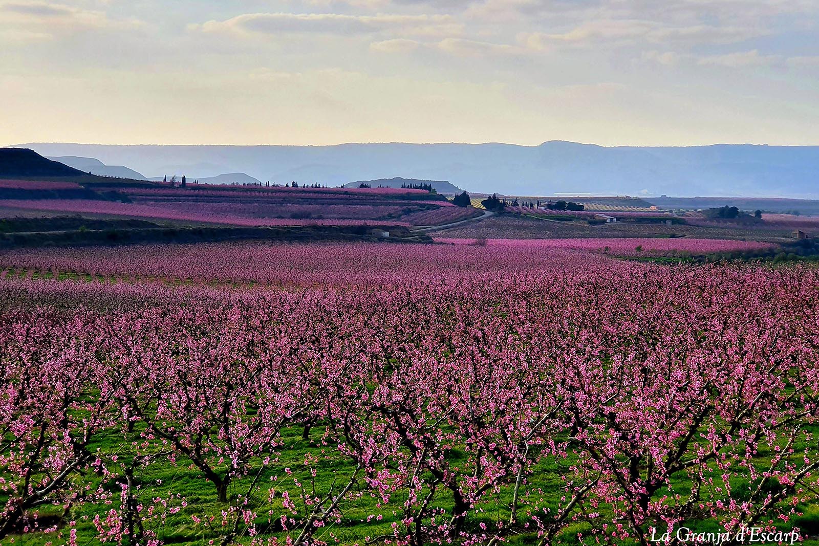 Paisatge rosa-La Granja d_Escarp.jpg 