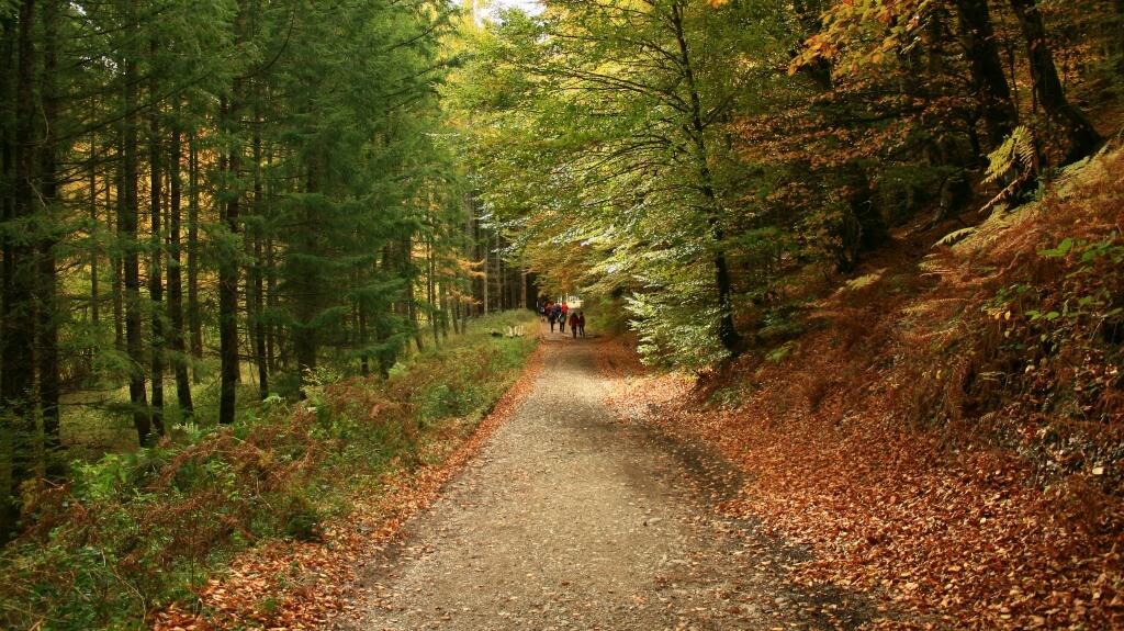 La selva de Irati en otoño (Foto: Turismo de Navarra)