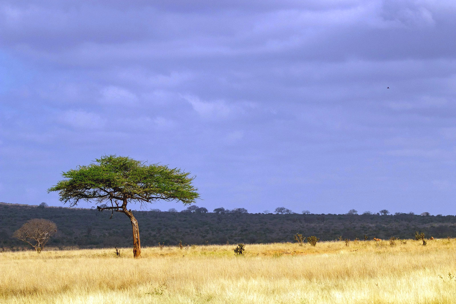 acacia-africana-pixabay.jpg 