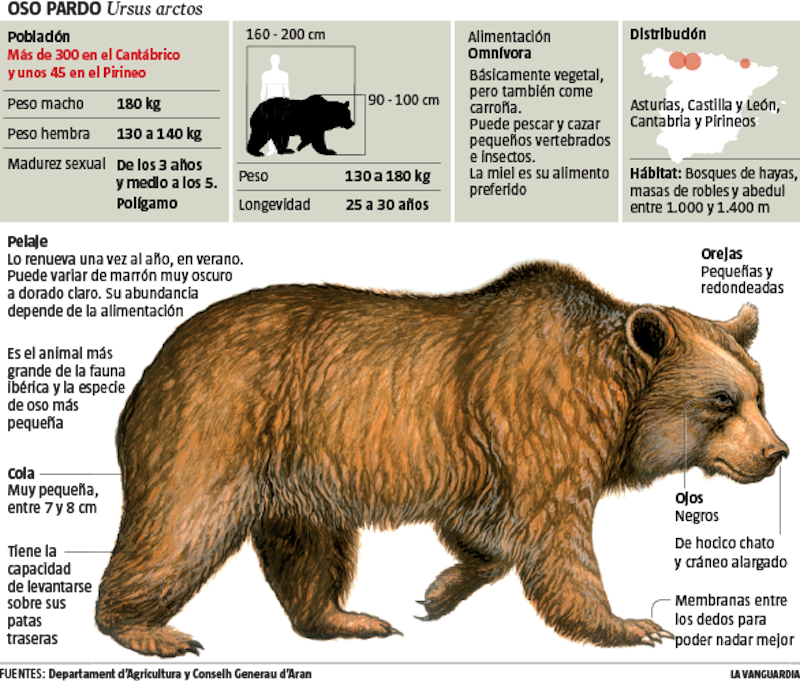 osos en el pirineo