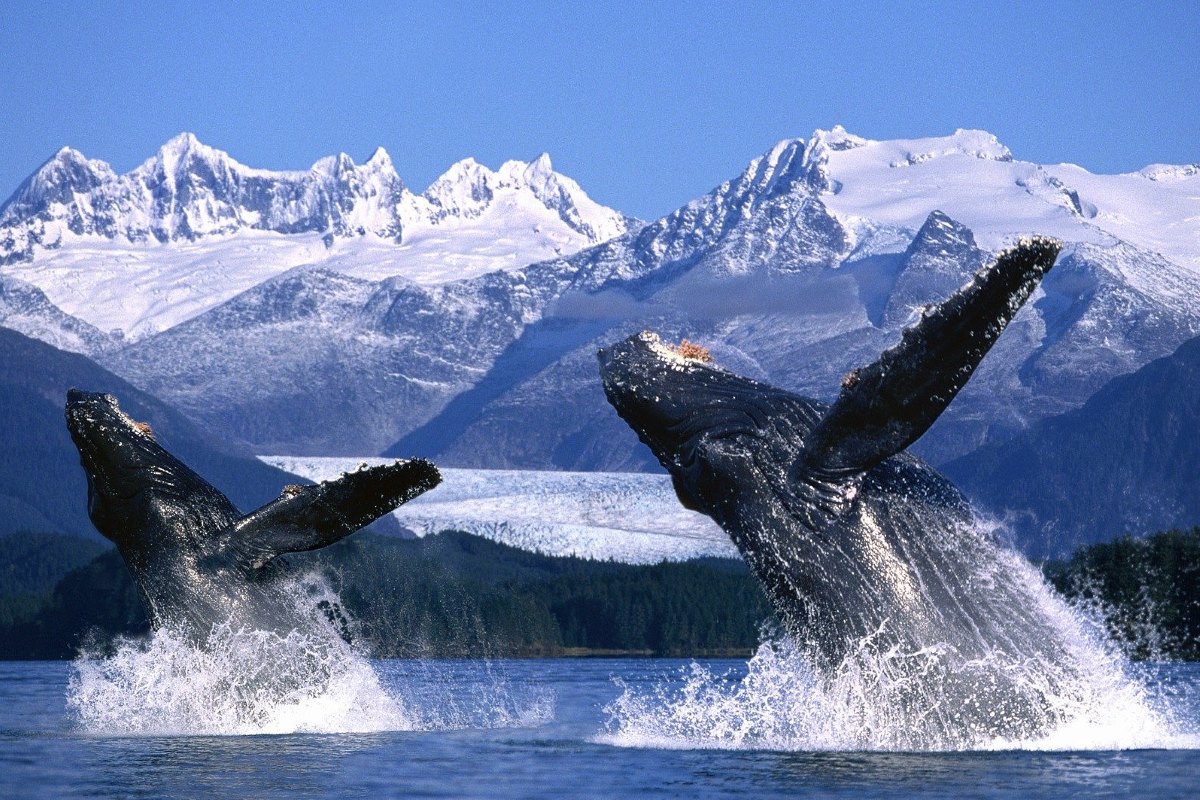 Alaska, naturaleza salvaje