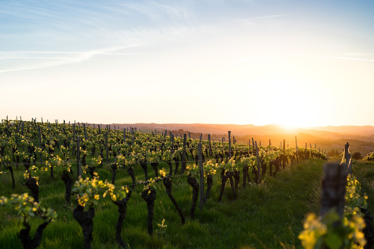 viñedos francia