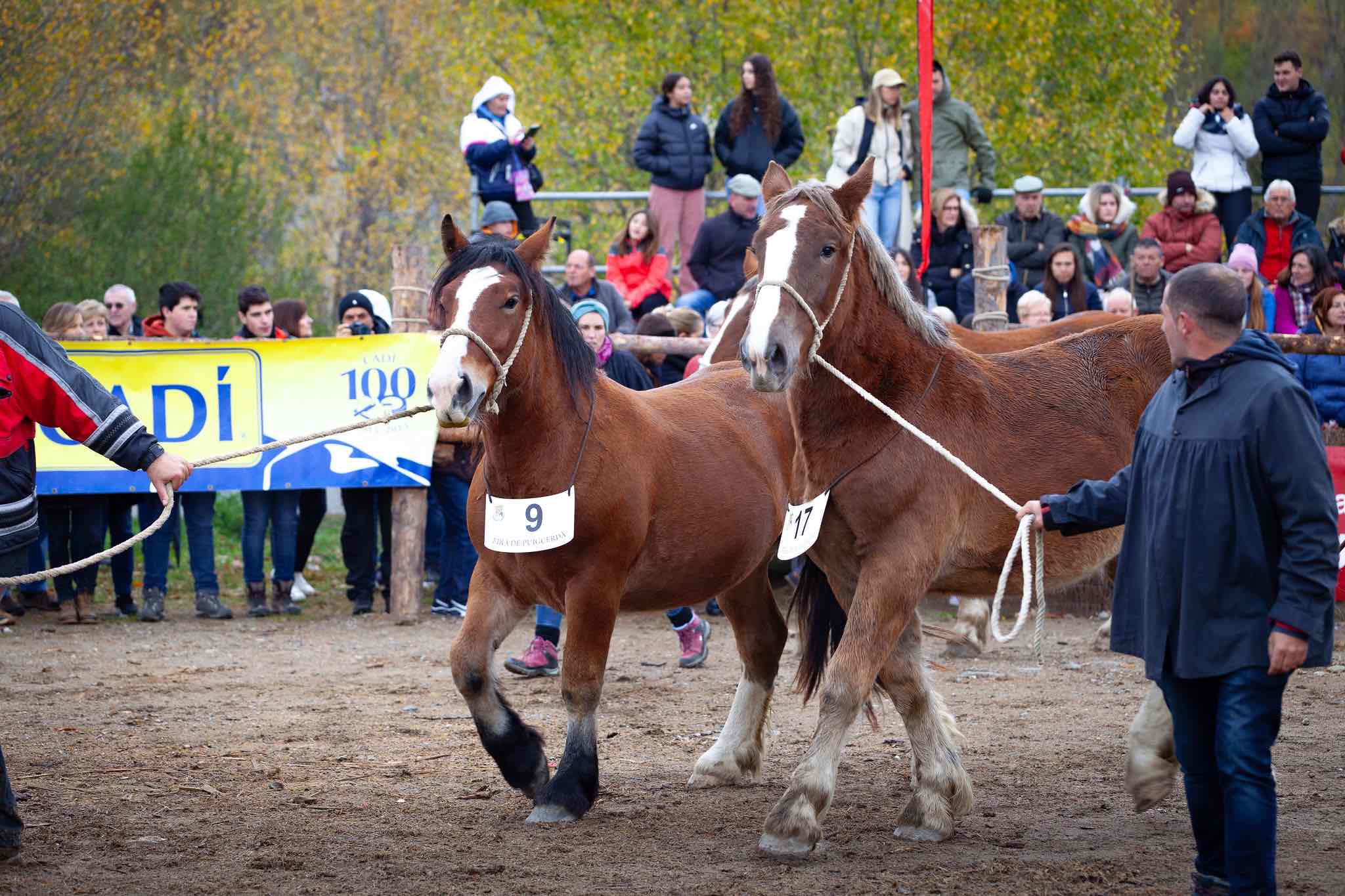 caballo