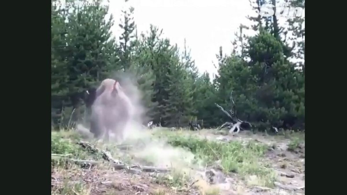 Captura ataque bisonte
