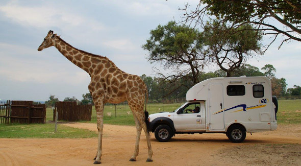Jirafa-sudafrica-caravana