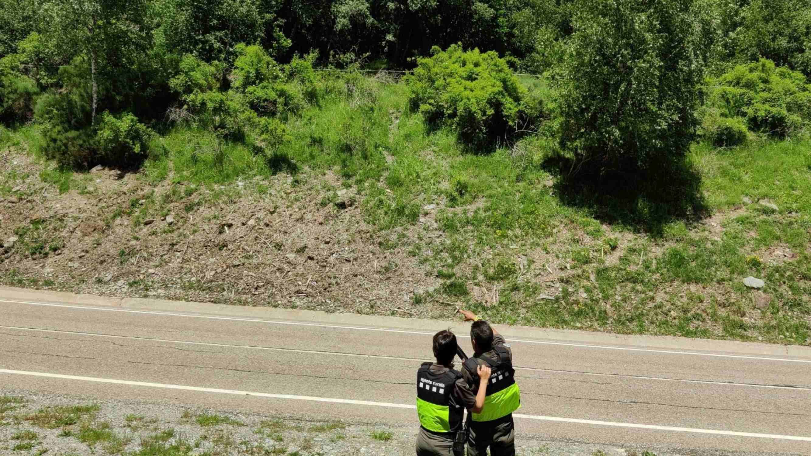 El oso se ha instalado a vivir en el margen de la carretera. / Foto: Agents Rurals