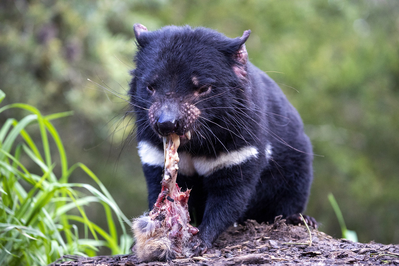 demonio-de-tasmania-comiendo.jpg 