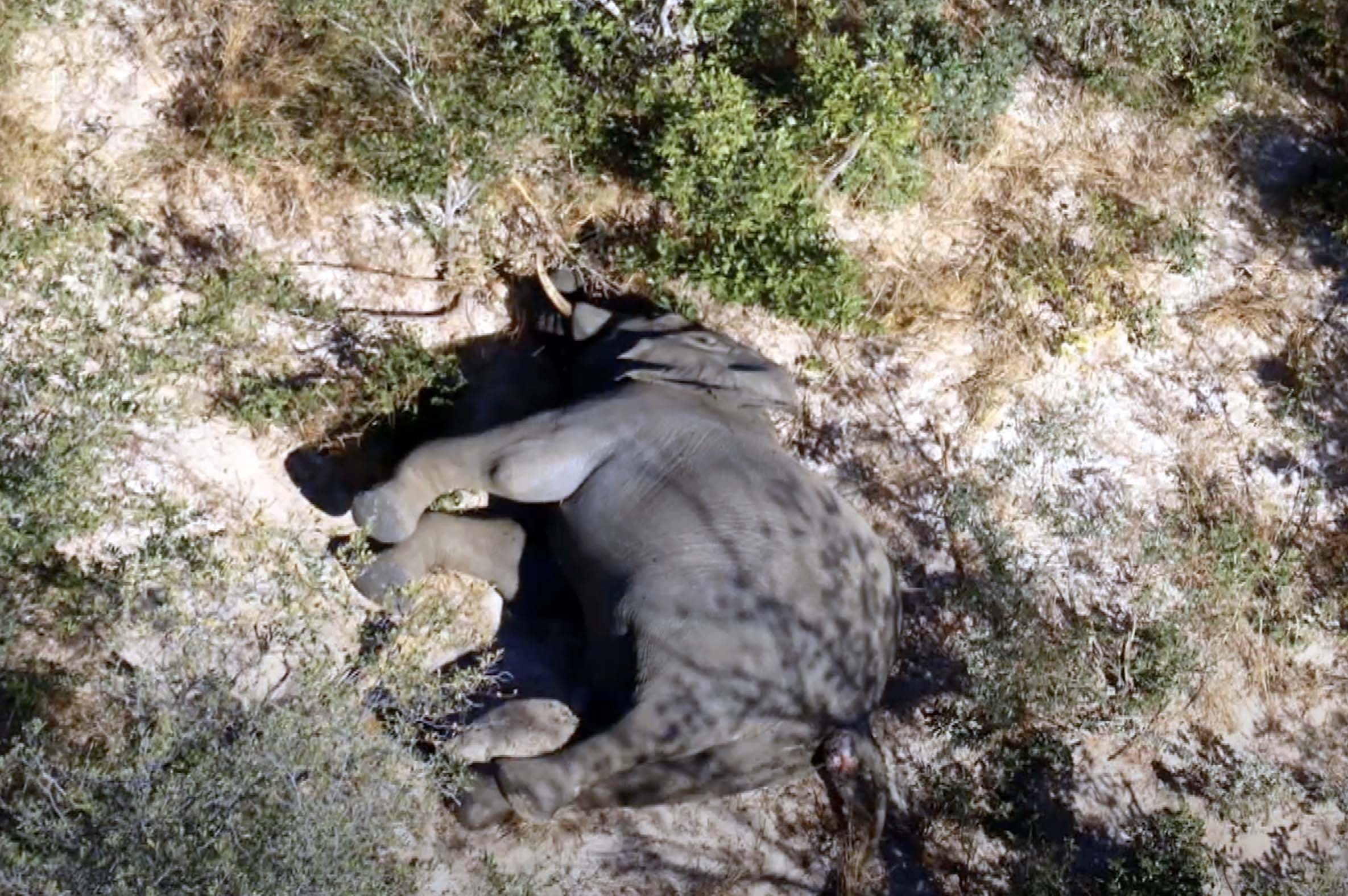 elefante muerto en Botswana 2.
