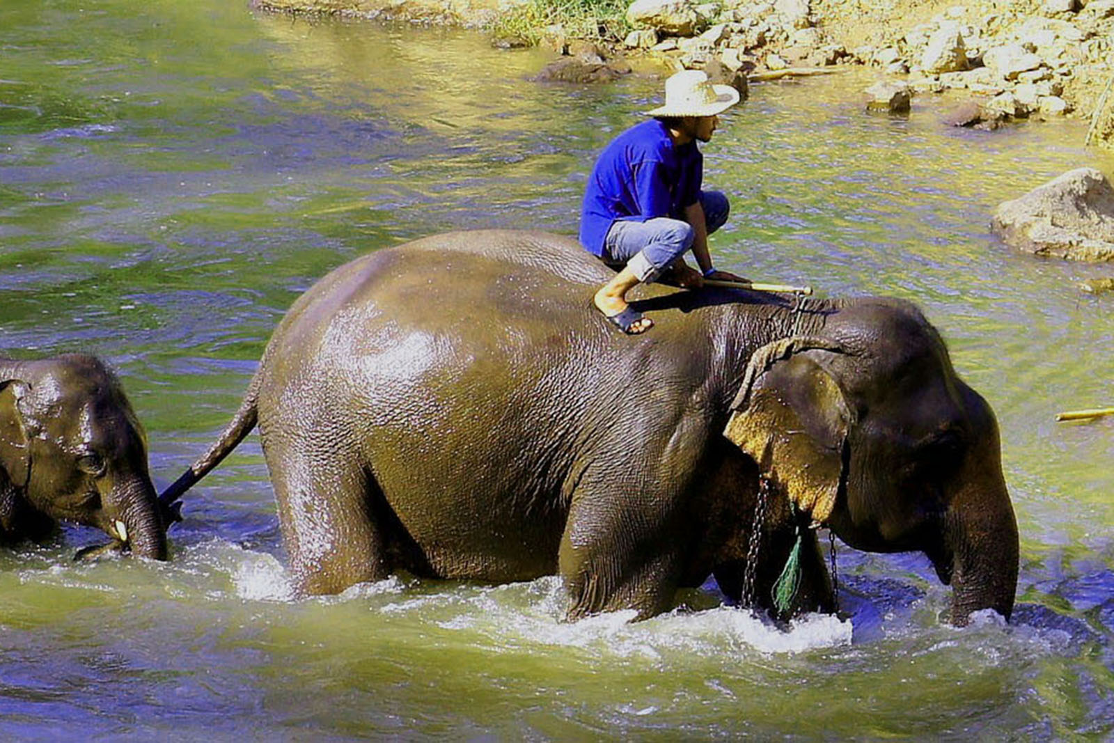 elefante-chiangmai-tailandia-©-pixabay.jpg 