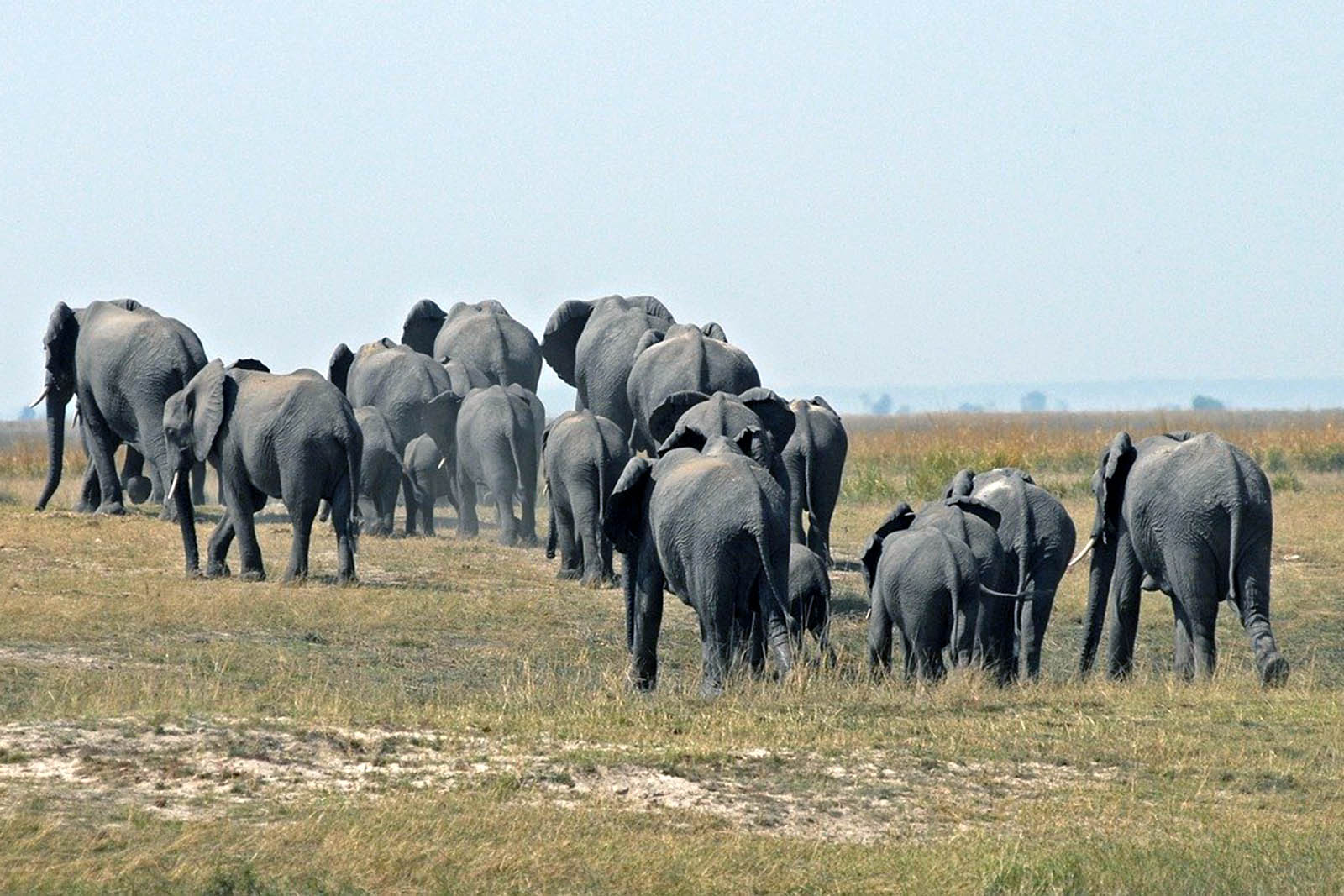 elefantes-en-botswana
