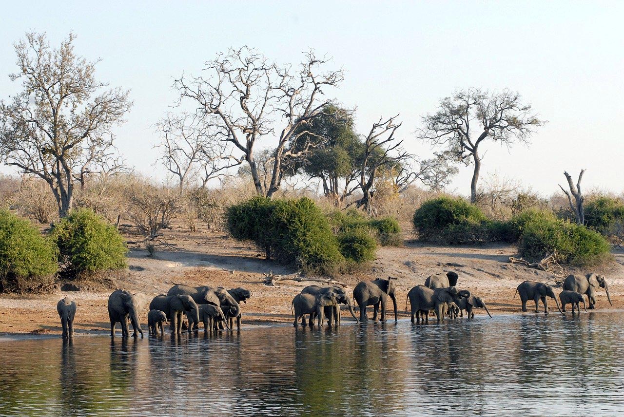 elefantes-en-el-delta-botswana